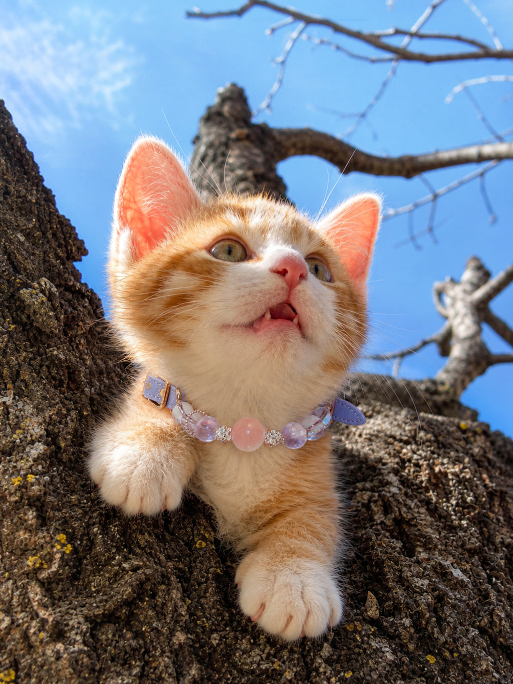Orange and white cat wearing a SoulBond Princess Crystal Cat Collar while perched in a tree under a blue sky