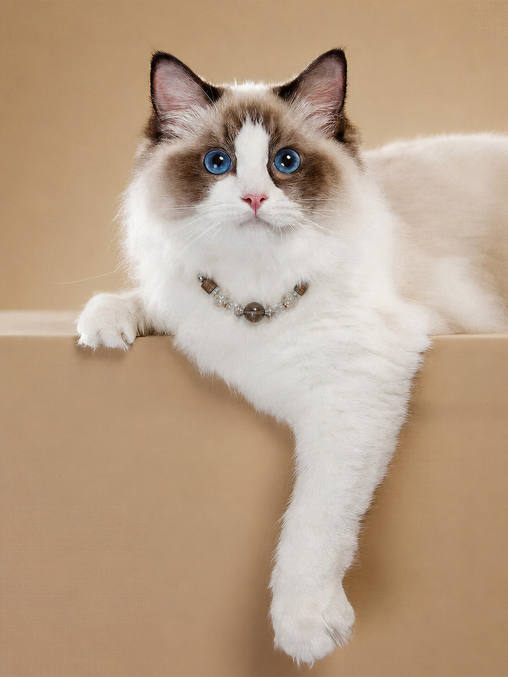 Fluffy brown and white cat wearing a SoulBond Vintage Crystal Cat Collar while resting on a beige ledge