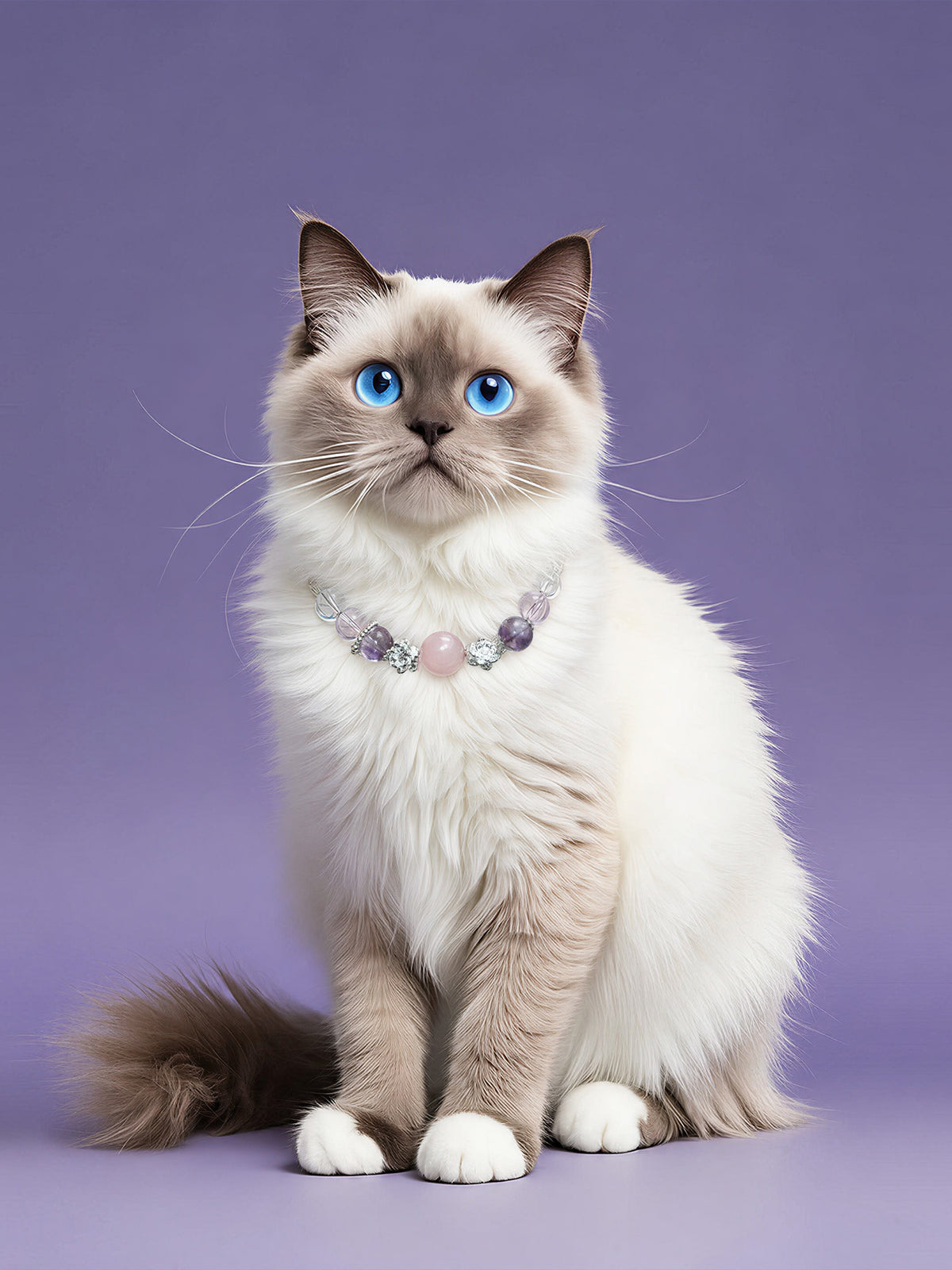 Small curly-haired tan dog wearing a SoulBond Princess Crystal Cat Collar on white bedding beside purple flowers