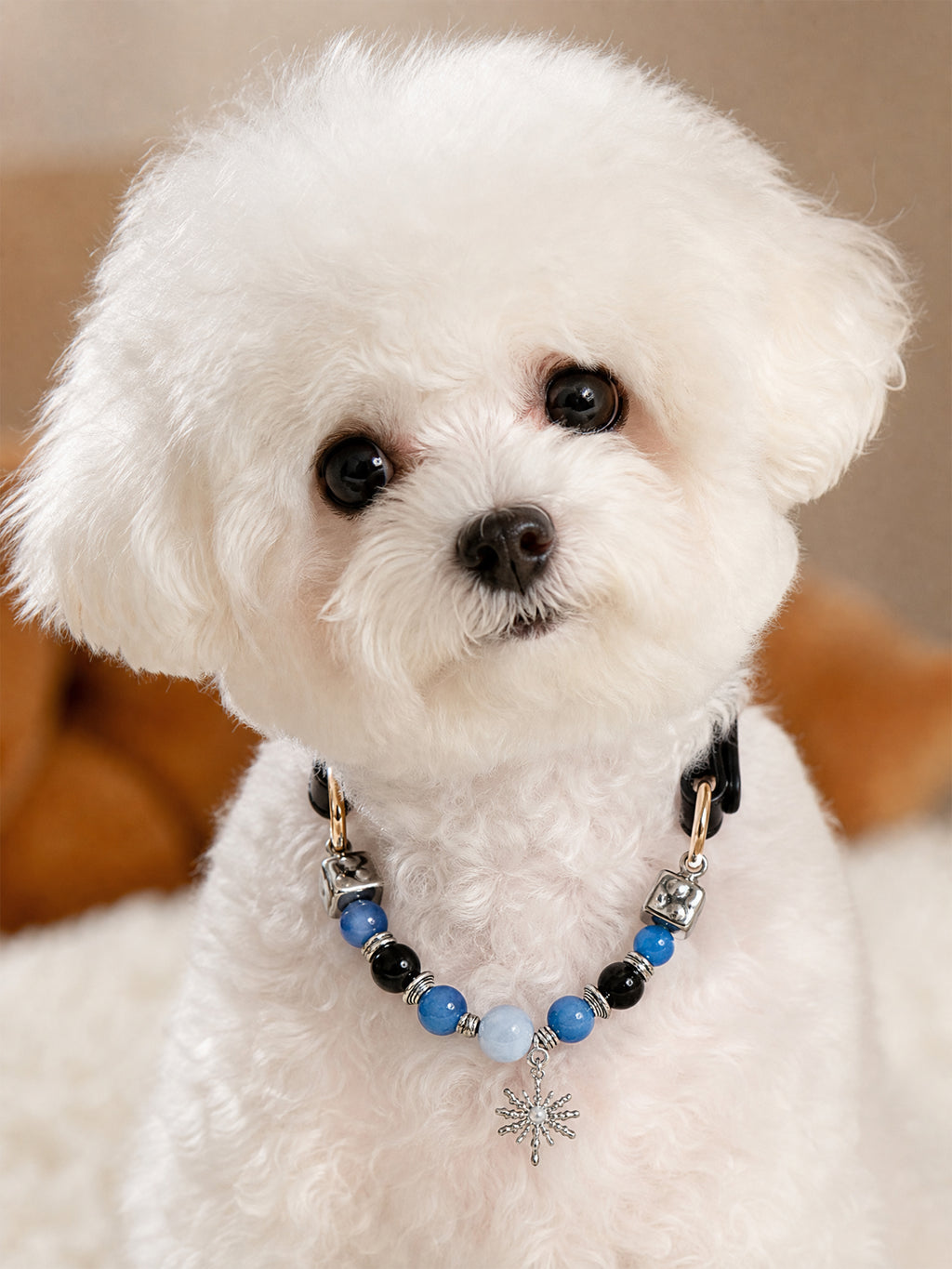 Small white dog wearing a SoulBond Sweet Crystal Cat Collar with blue and black beads and a silver-tone starburst charm