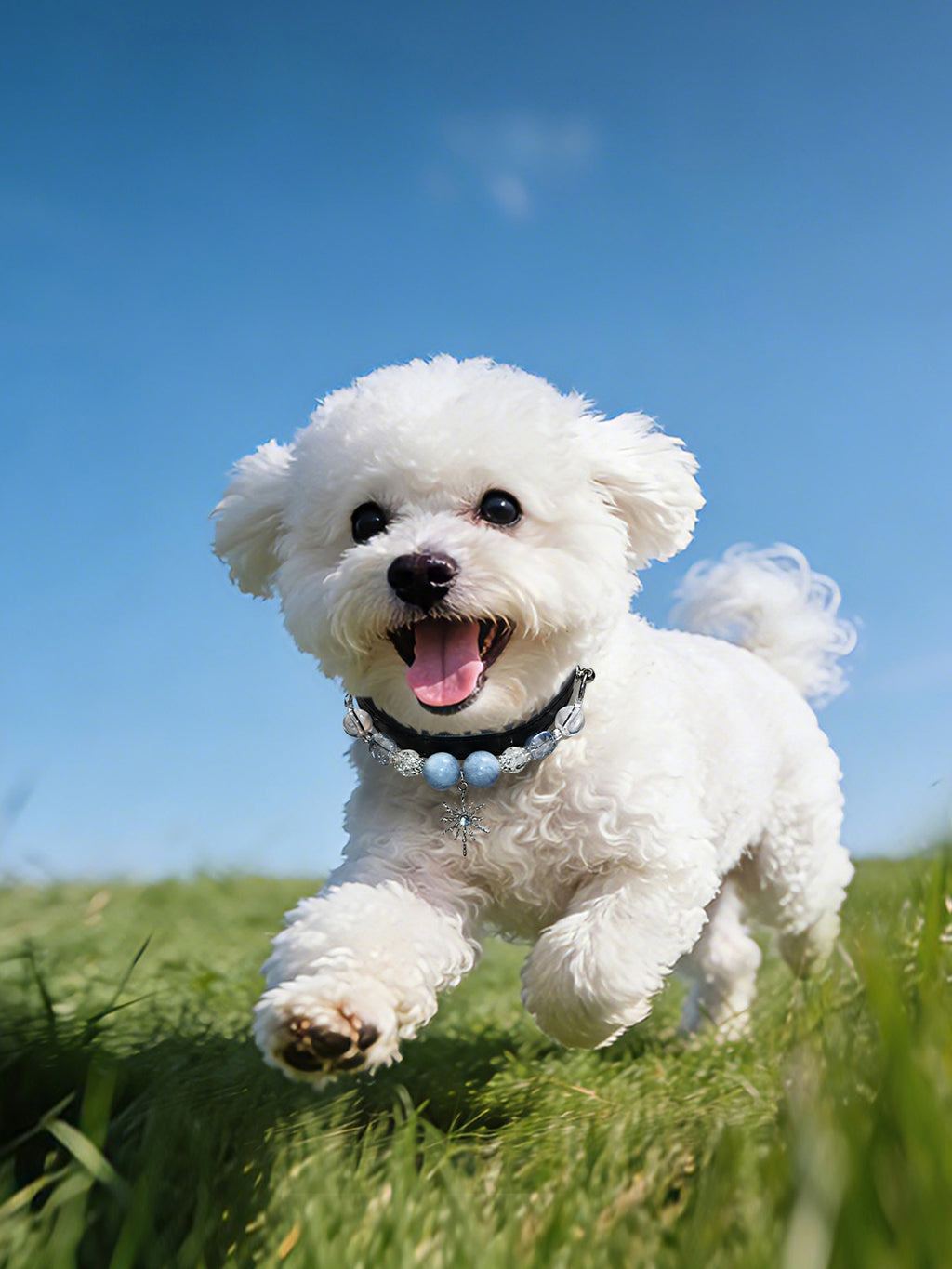 Small white dog running on grass wearing a SoulBond Elegant Princess Crystal Pet Collar with blue beads