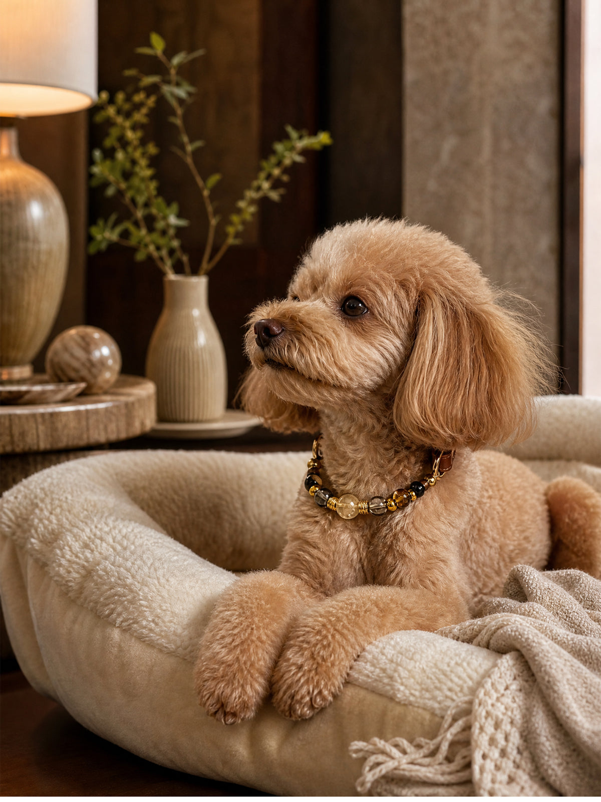 Small curly-haired tan dog wearing a SoulBond Crystal Beaded Pet Collar while resting in a cream pet bed