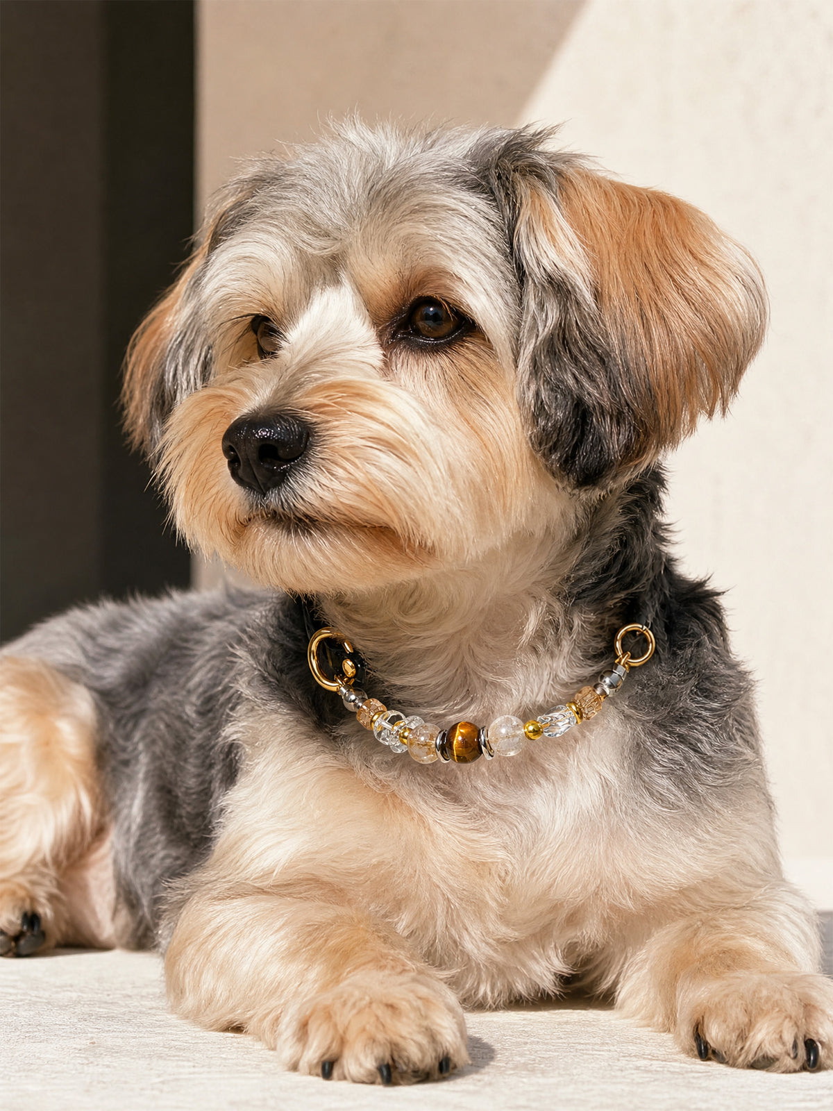 Gray and tan dog wearing a SoulBond Vintage Beaded Crystal Pet Collar with brown and clear beads