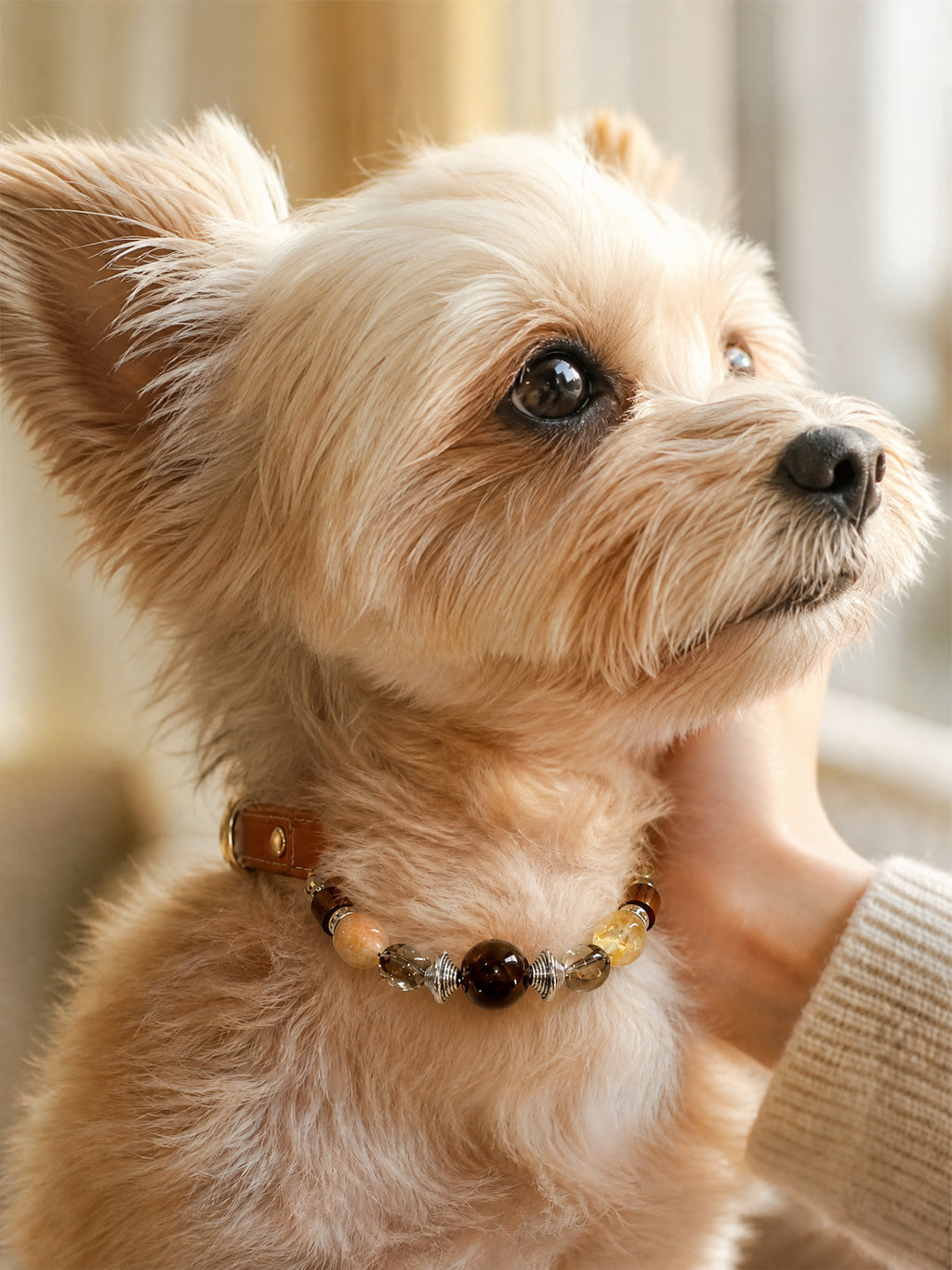 Small tan dog wearing a SoulBond Vintage Crystal Cat Collar with brown and pale yellow beads while being petted