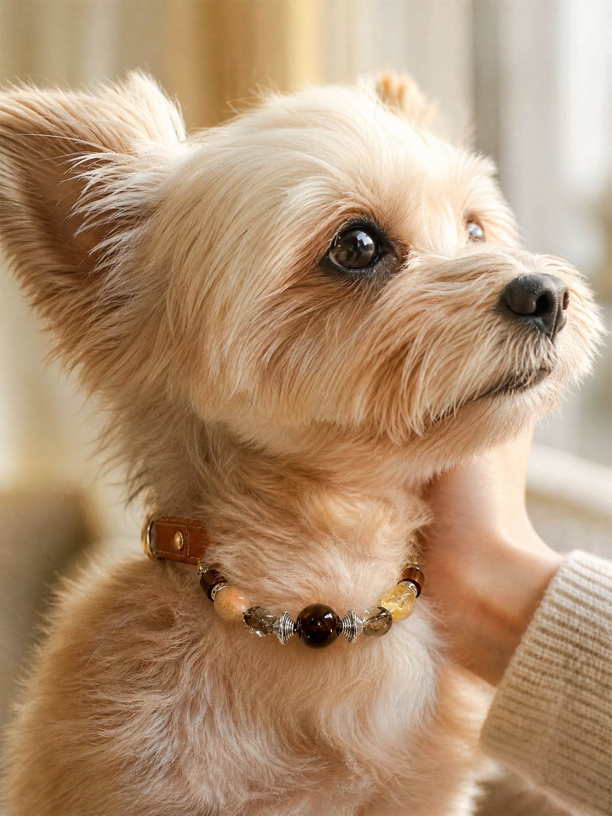 Small tan dog wearing a SoulBond Vintage Crystal Cat Collar with brown and pale yellow beads while being petted
