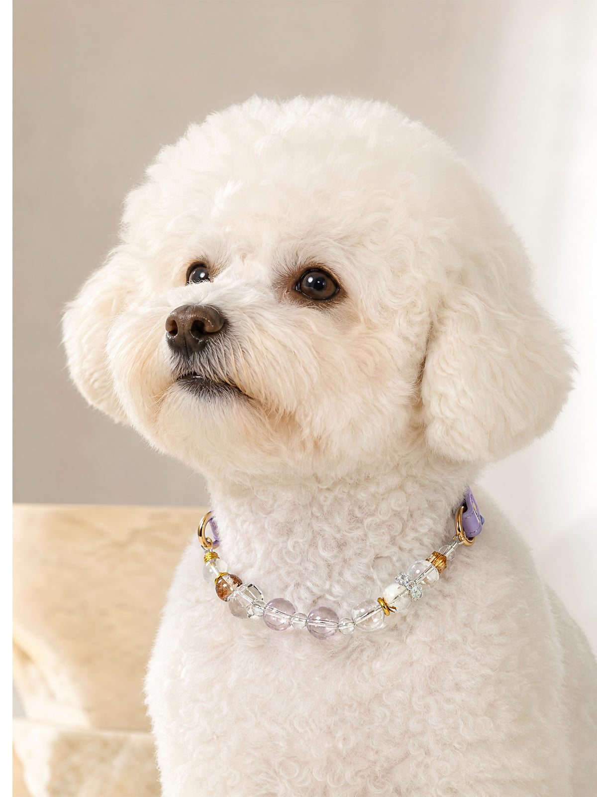 Small curly-haired white dog wearing a SoulBond White Crystal Cat Collar with clear beads and a lavender strap